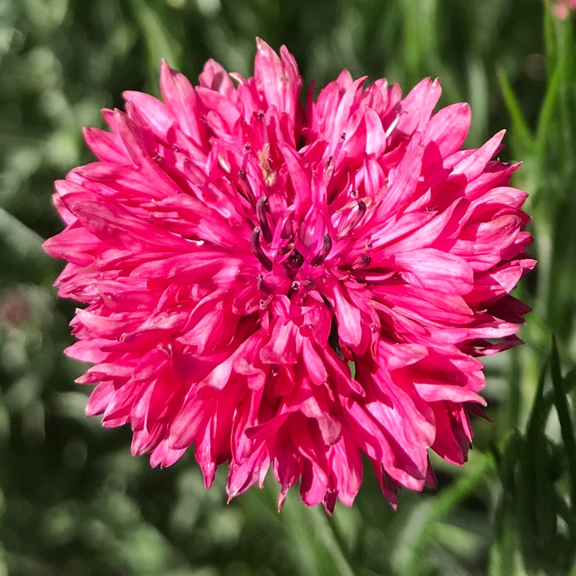 Cornflower ‘Red Ball’ The Diggers Club