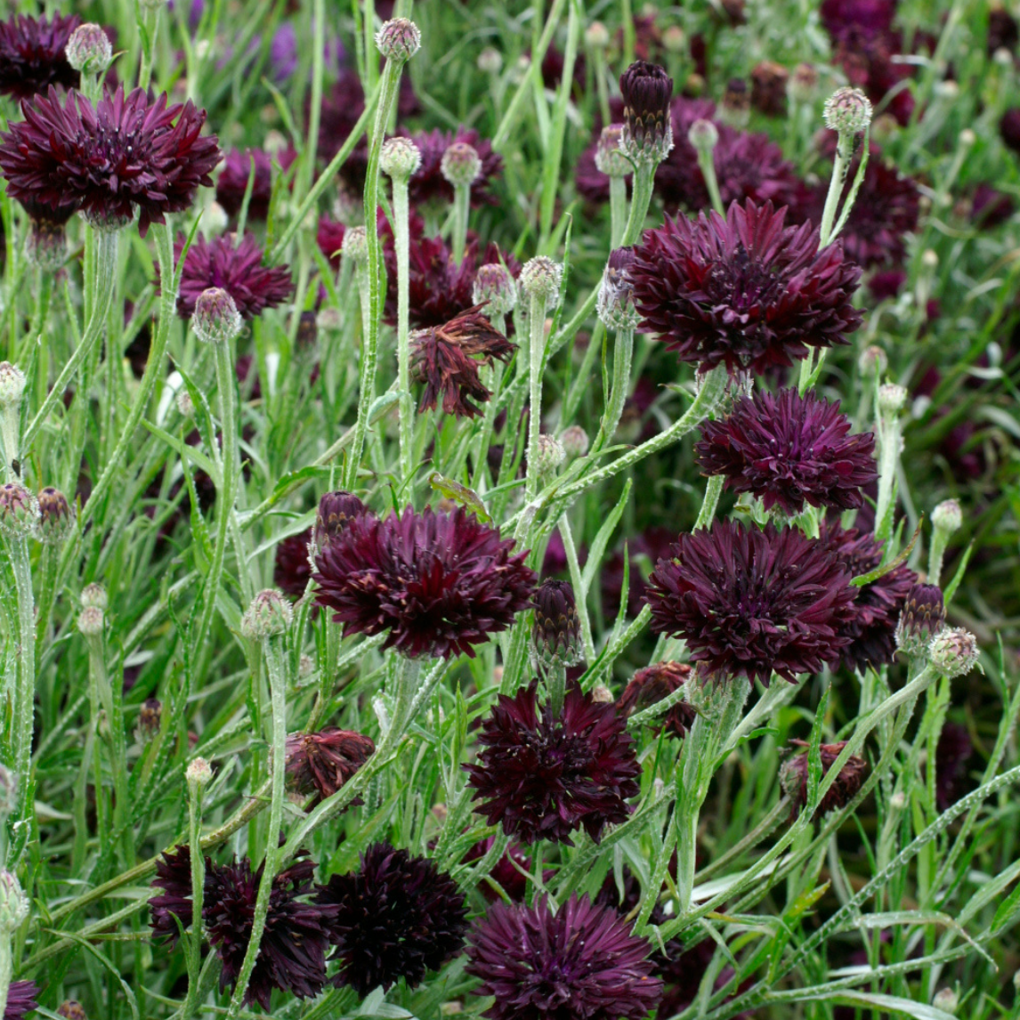 Cornflower 'Black Ball'