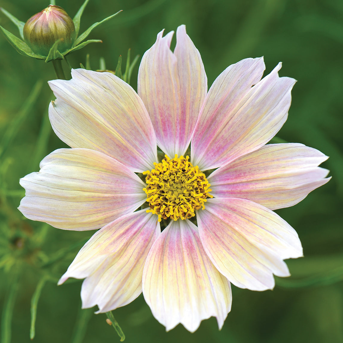Cosmos ‘apricot Lemonade’