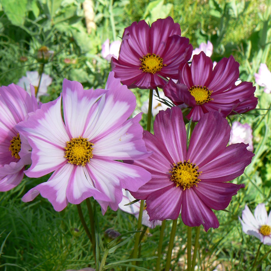 Cosmos ‘Picotee’