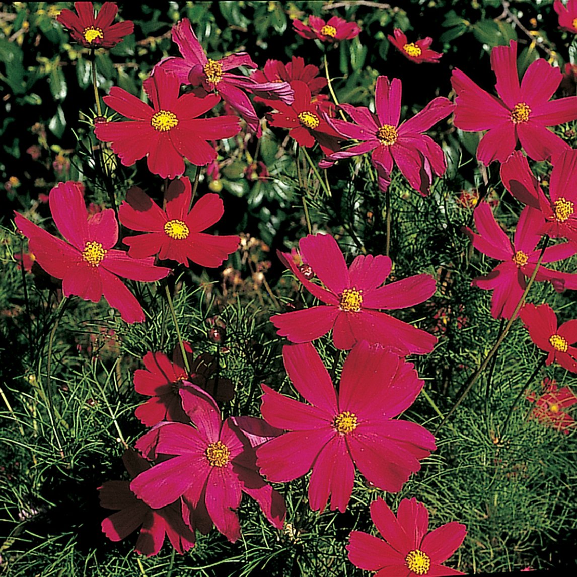 Cosmos 'Red Dazzler'