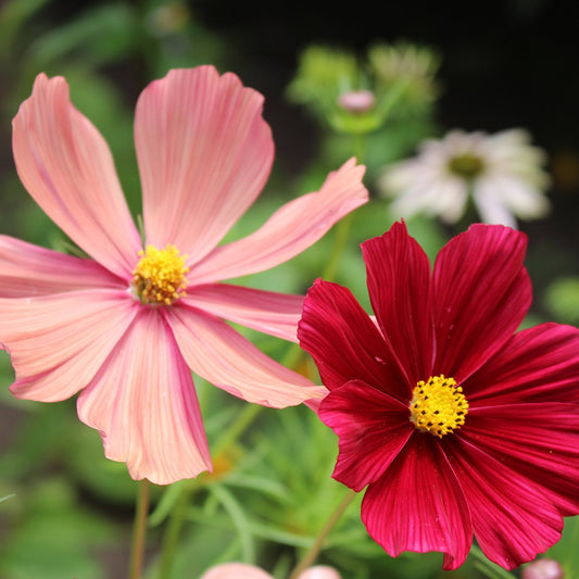 Cosmos ‘Rubenza’