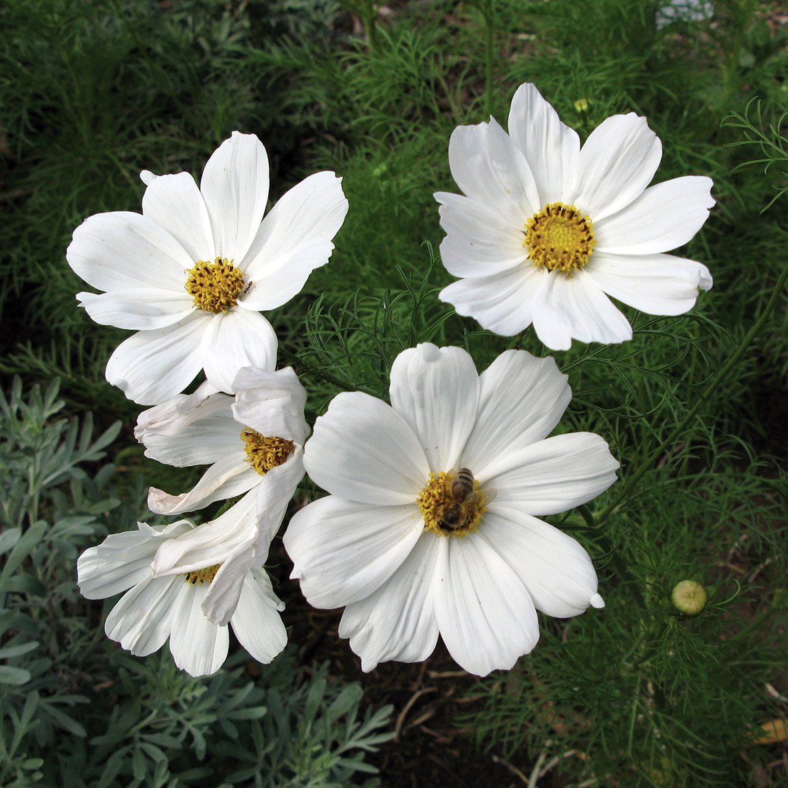 Cosmos 'White'