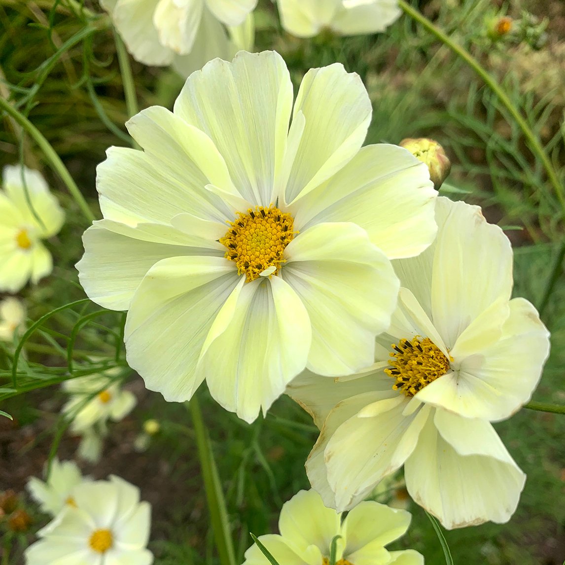 Cosmos &#39;Yellow Garden&#39;