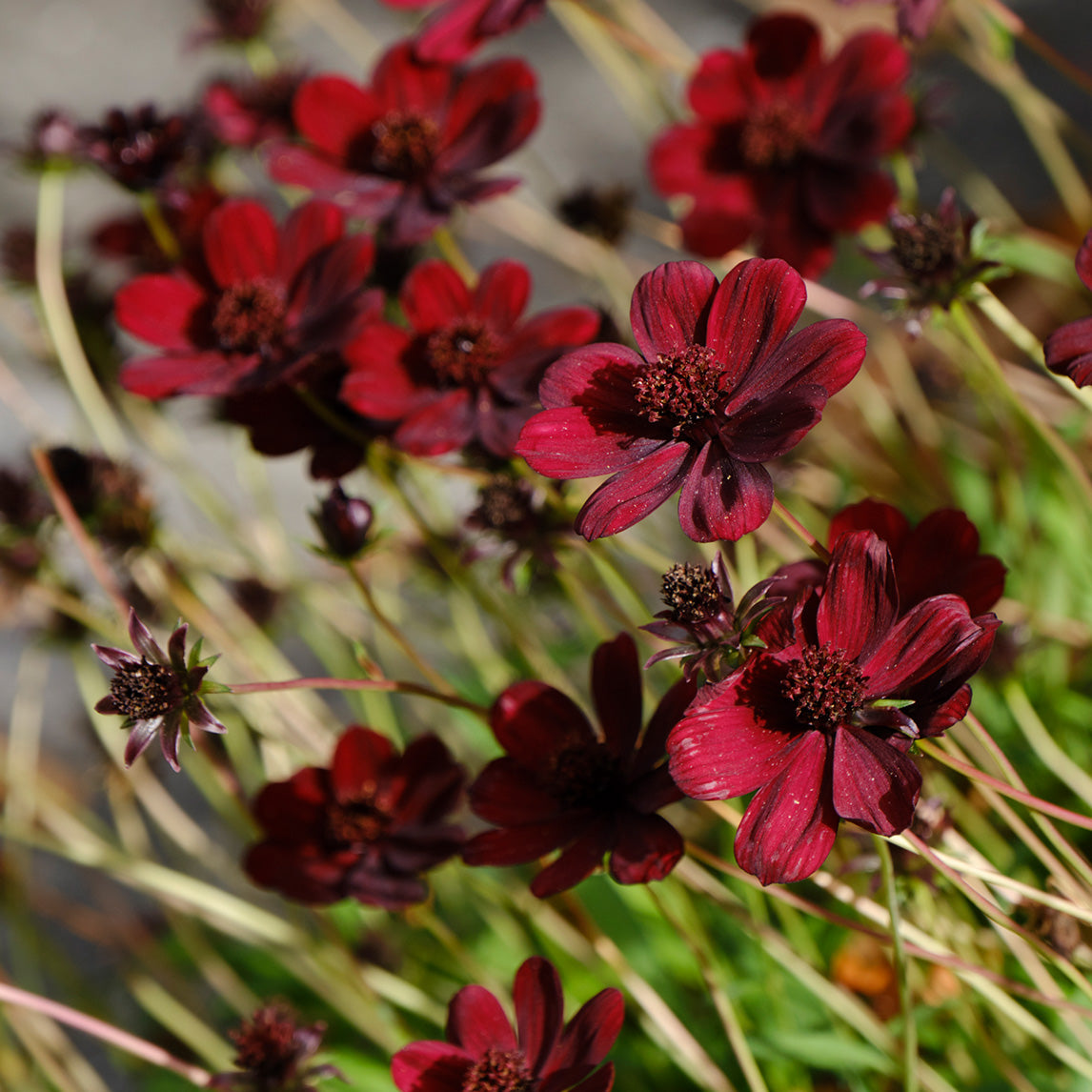 Cosmos 'Black Magic'