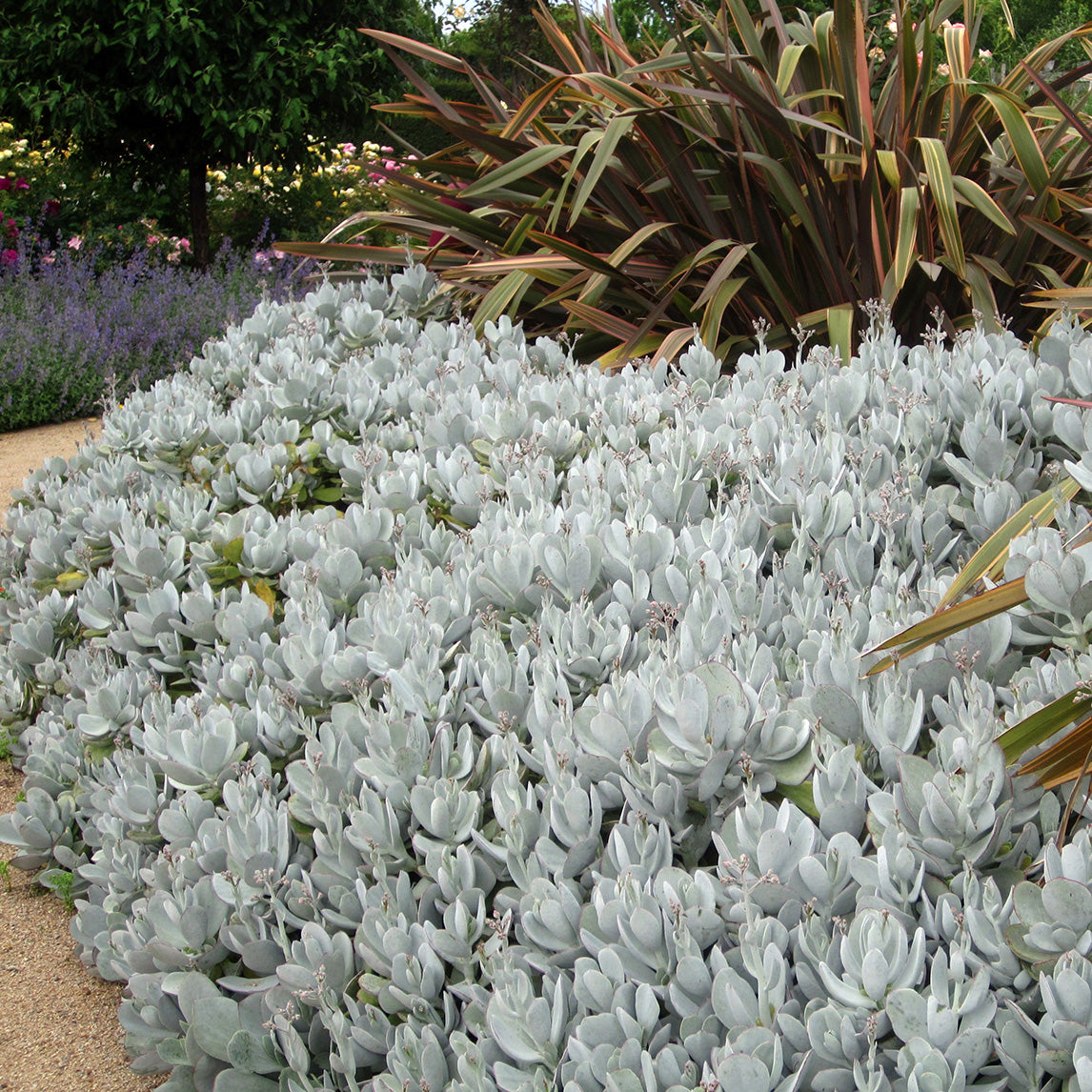 succulent silver Cotyledon 'Silver Waves'