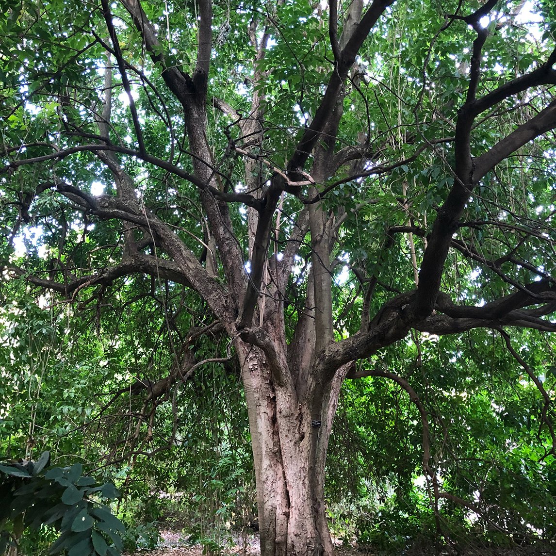 Crow&#39;s Ash