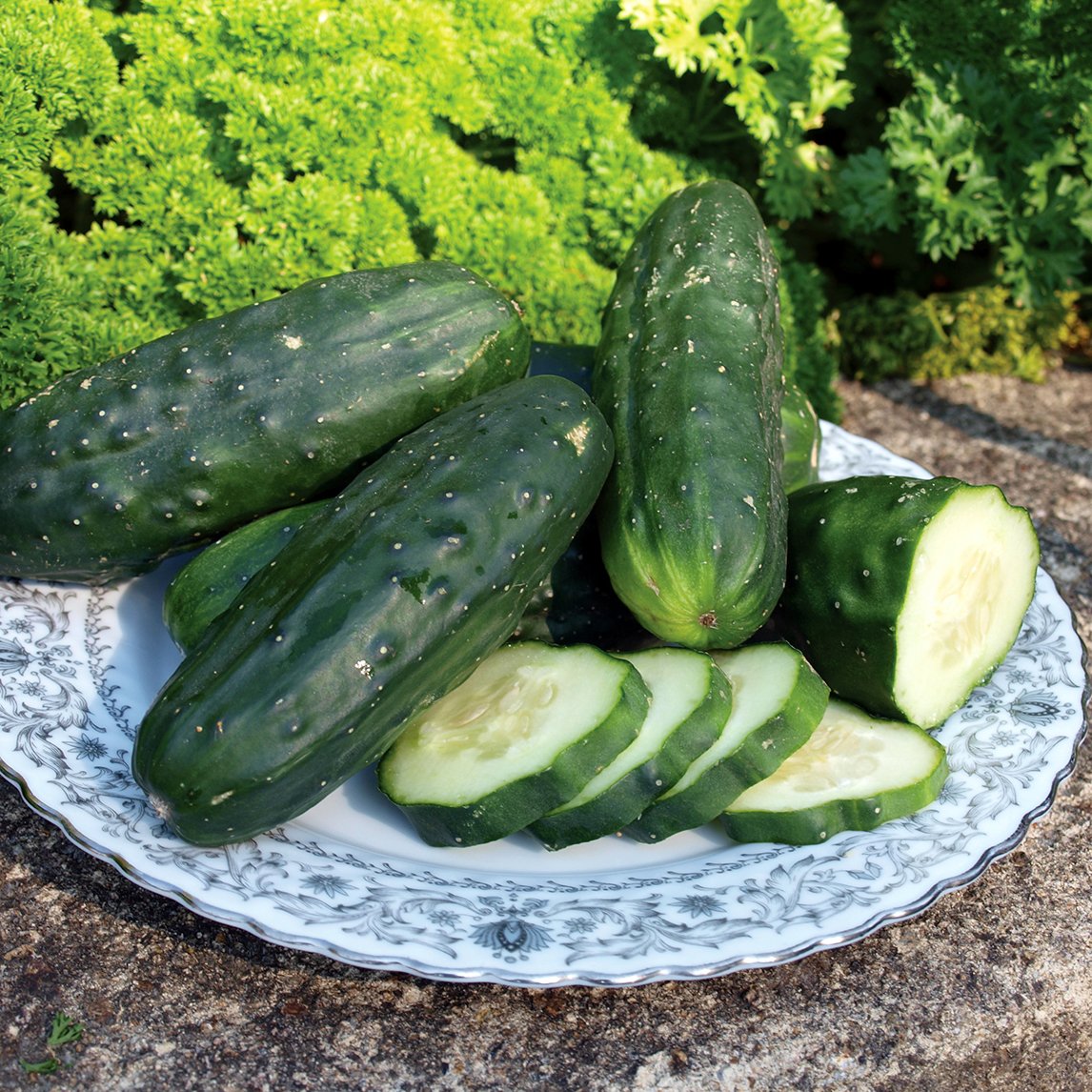 Cucumber &#39;Double Yield&#39; (Organic)