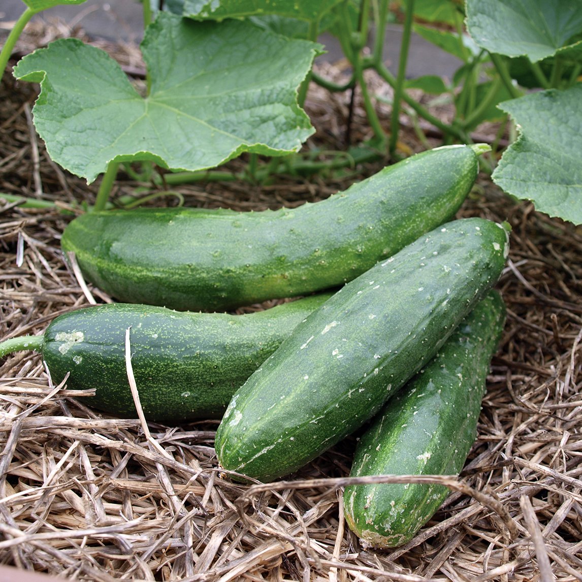 Cucumber 'Japanese Climbing' (Organic)