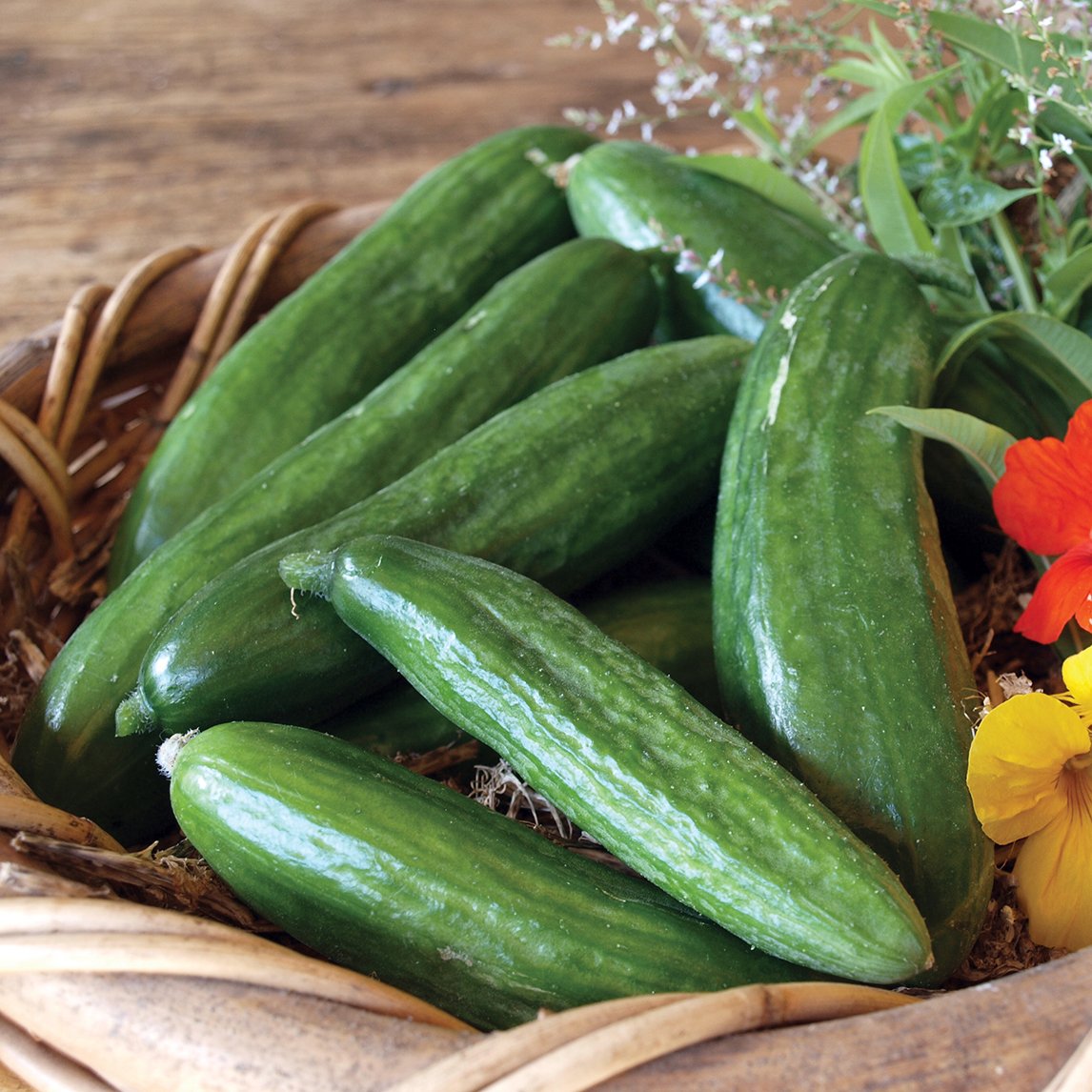 Cucumber 'Lebanese Mini Muncher' (Organic)