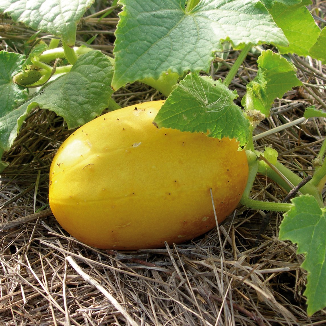 Cucumber 'Lemon'