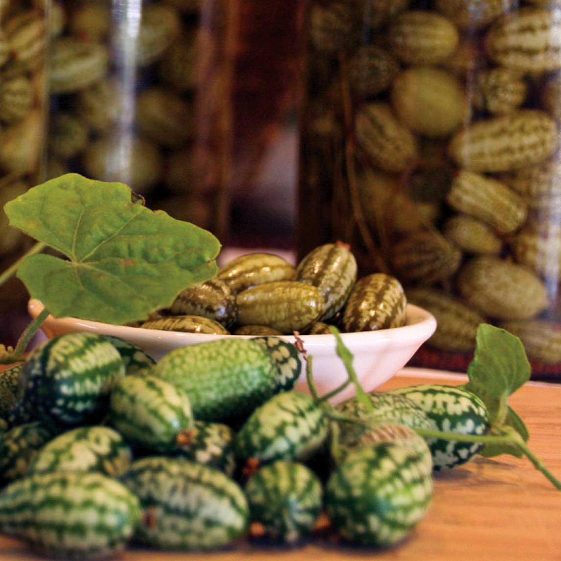 Cucumber &#39;Mexican Sour Gherkin&#39;