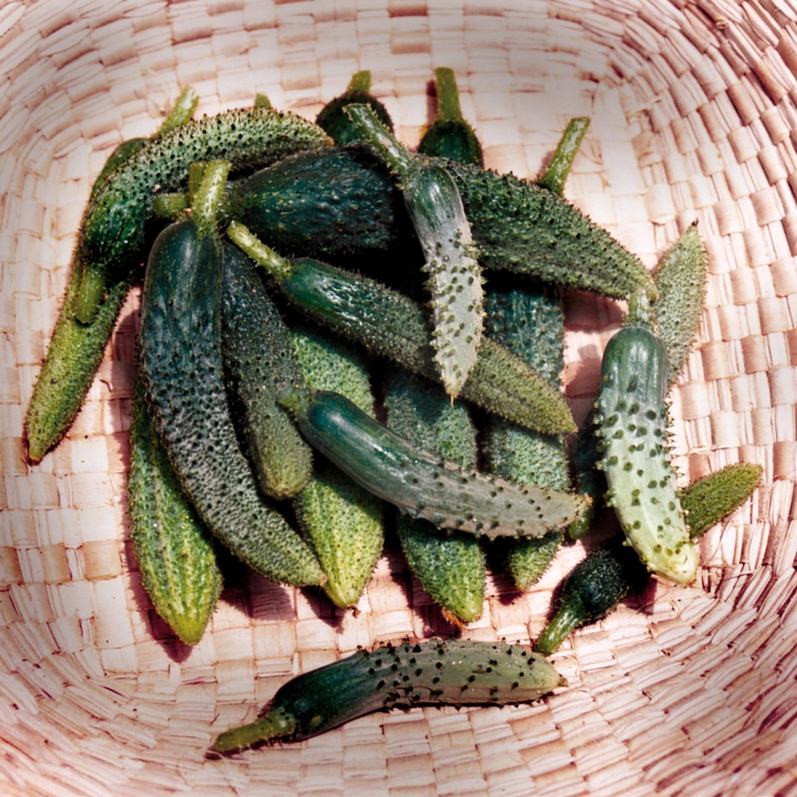Cucumber 'Parisian Pickling'