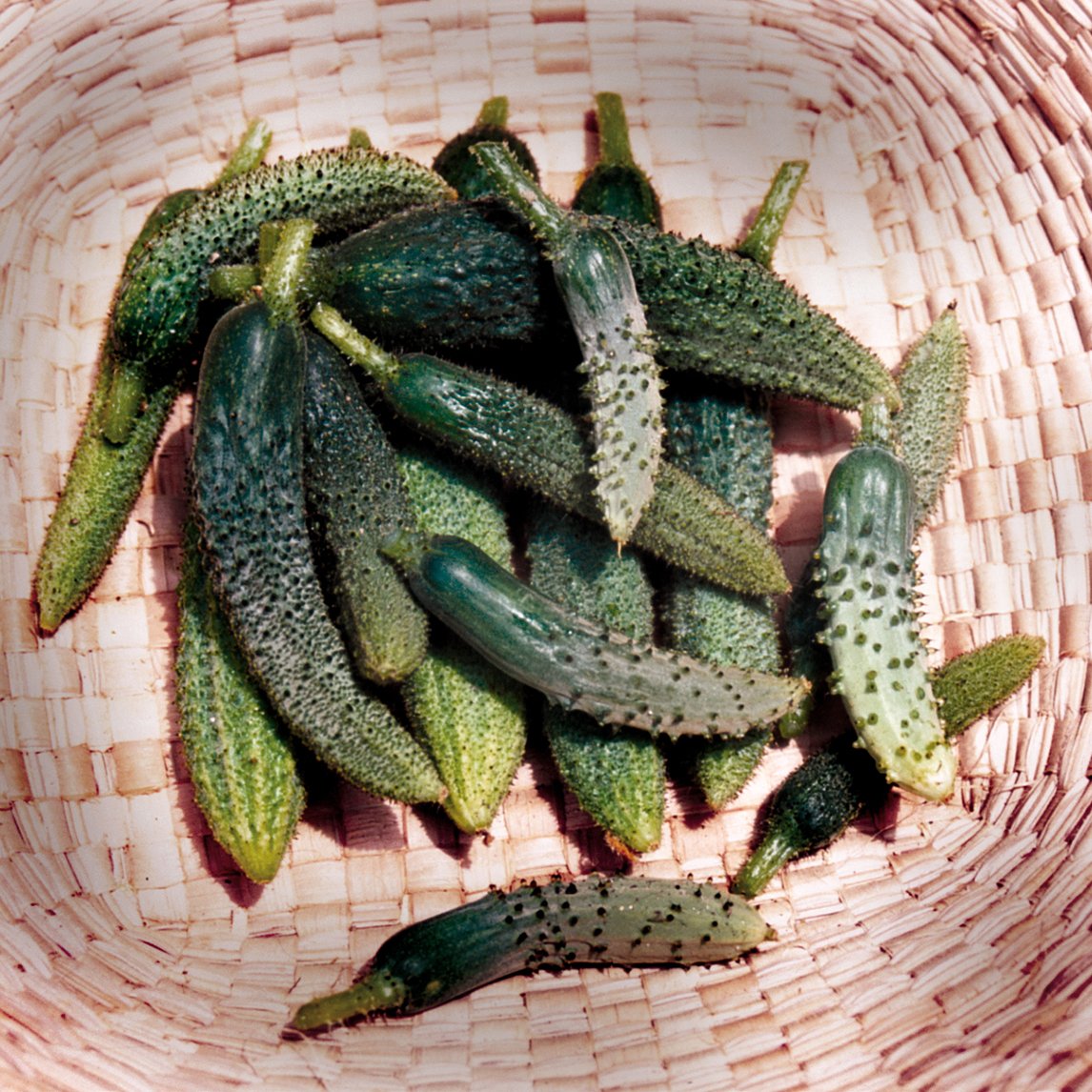 Cucumber Parisian Gherkin F1