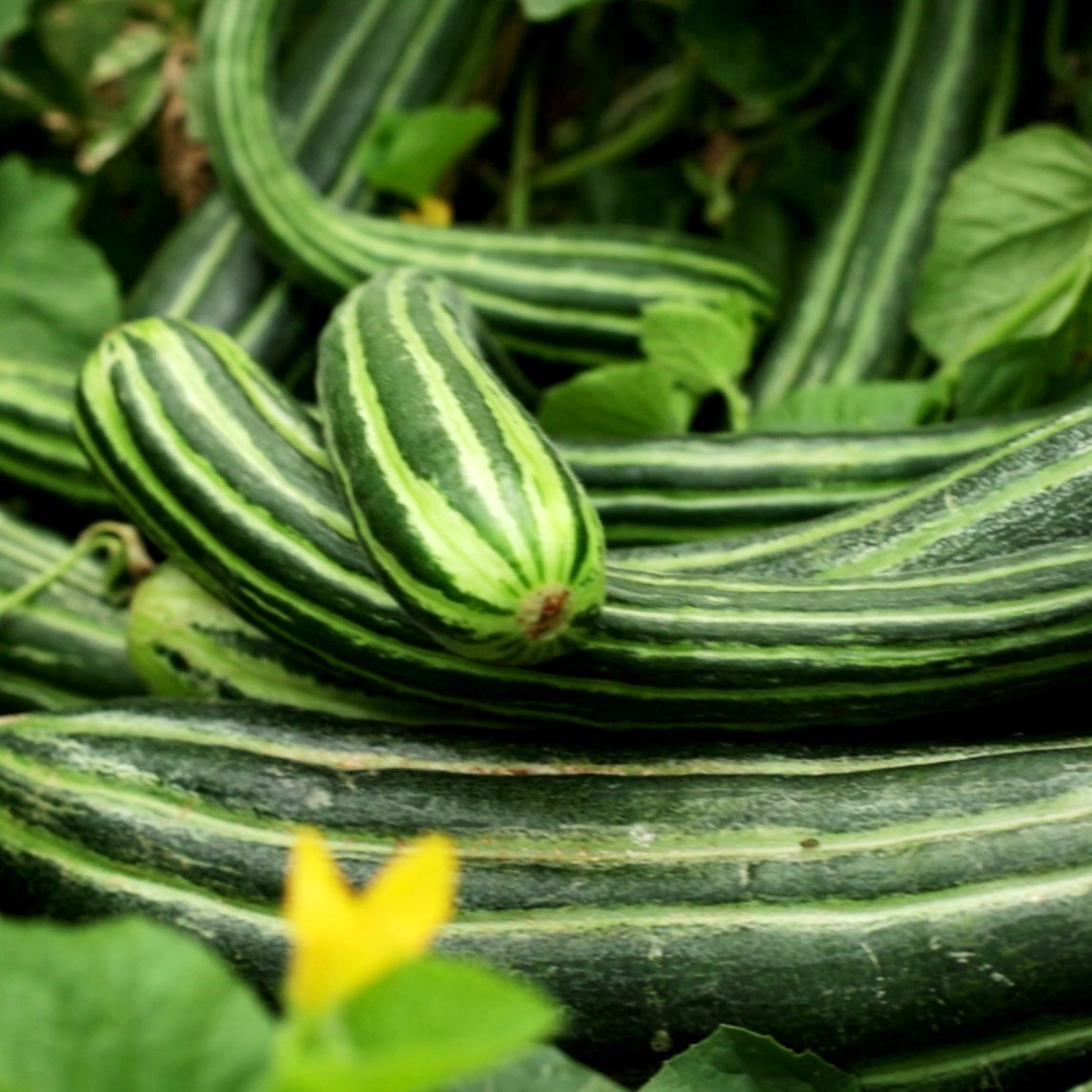 Cucumber 'Sweet And Striped'