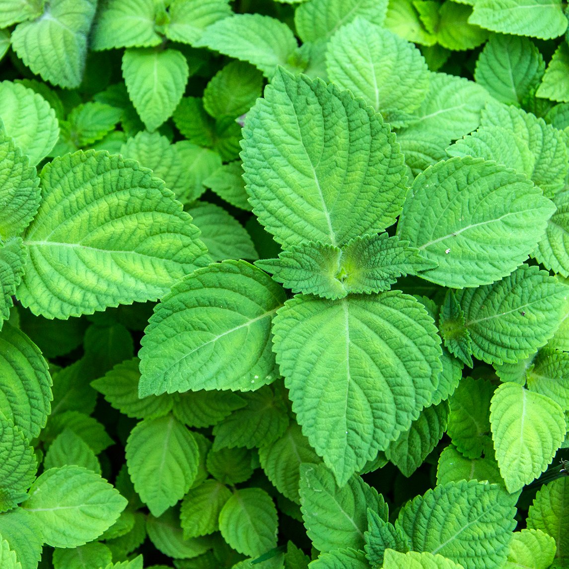 Culinary Herb Collection