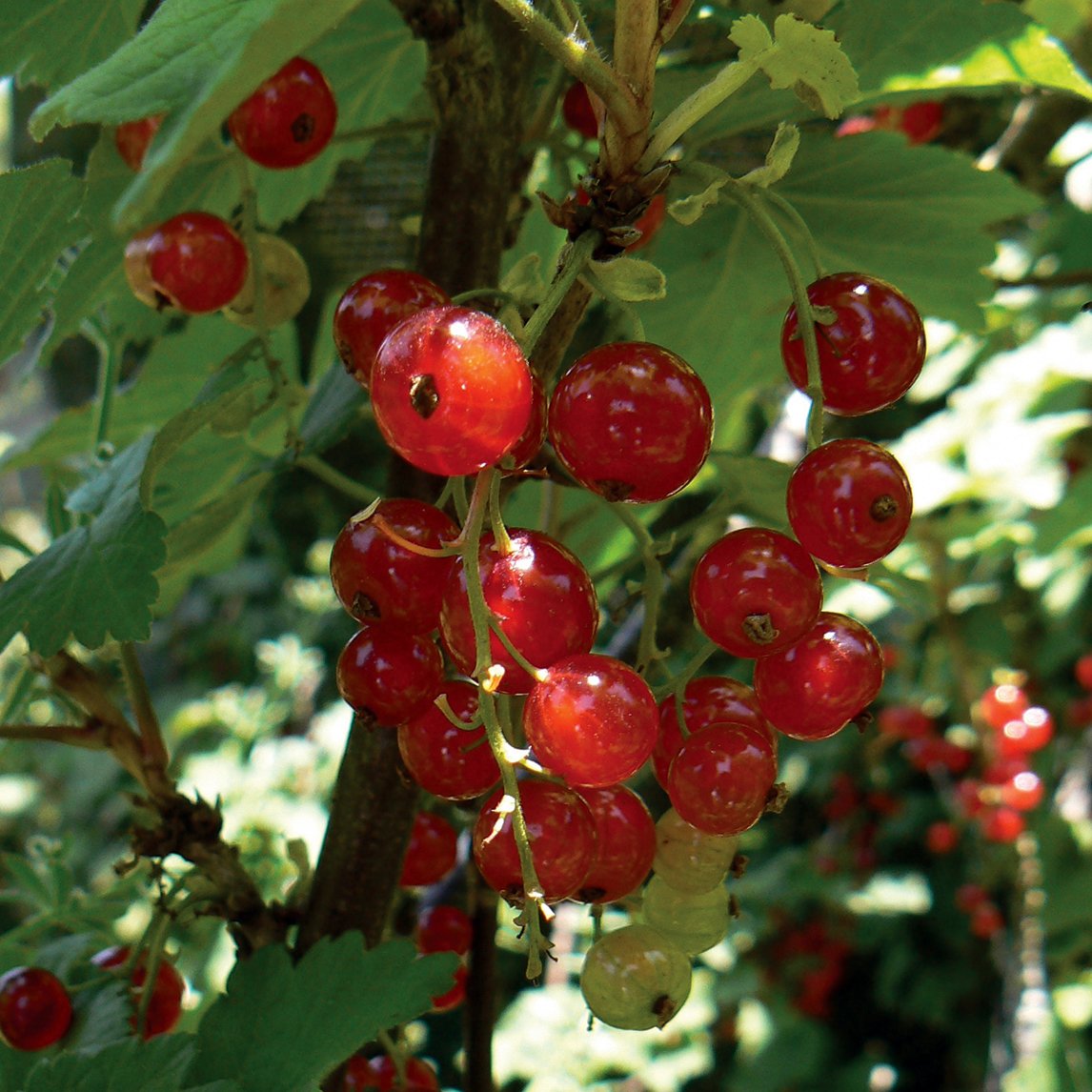 Currant Identification Red Currants