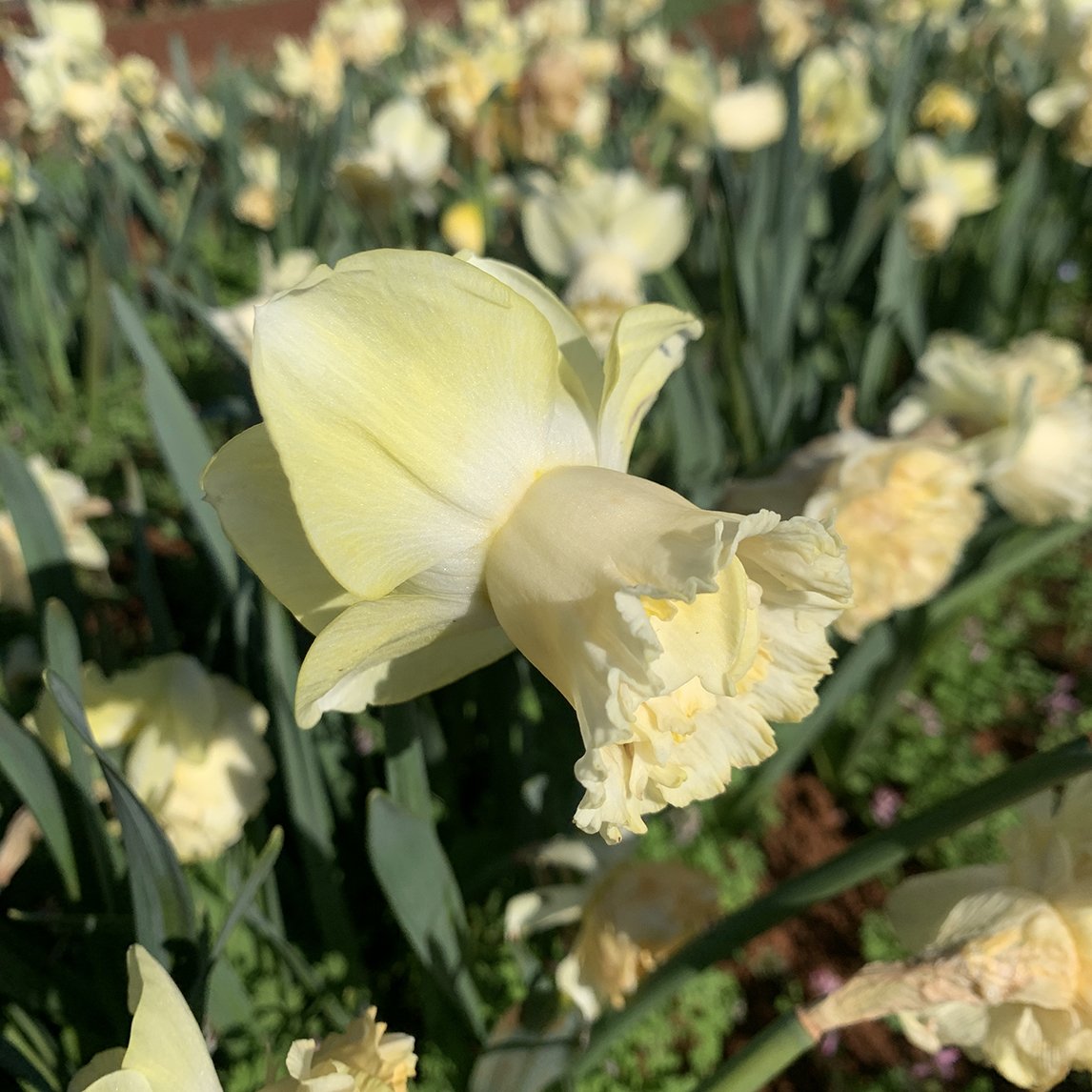 Daffodil 'Art Design' (3 Bulbs)