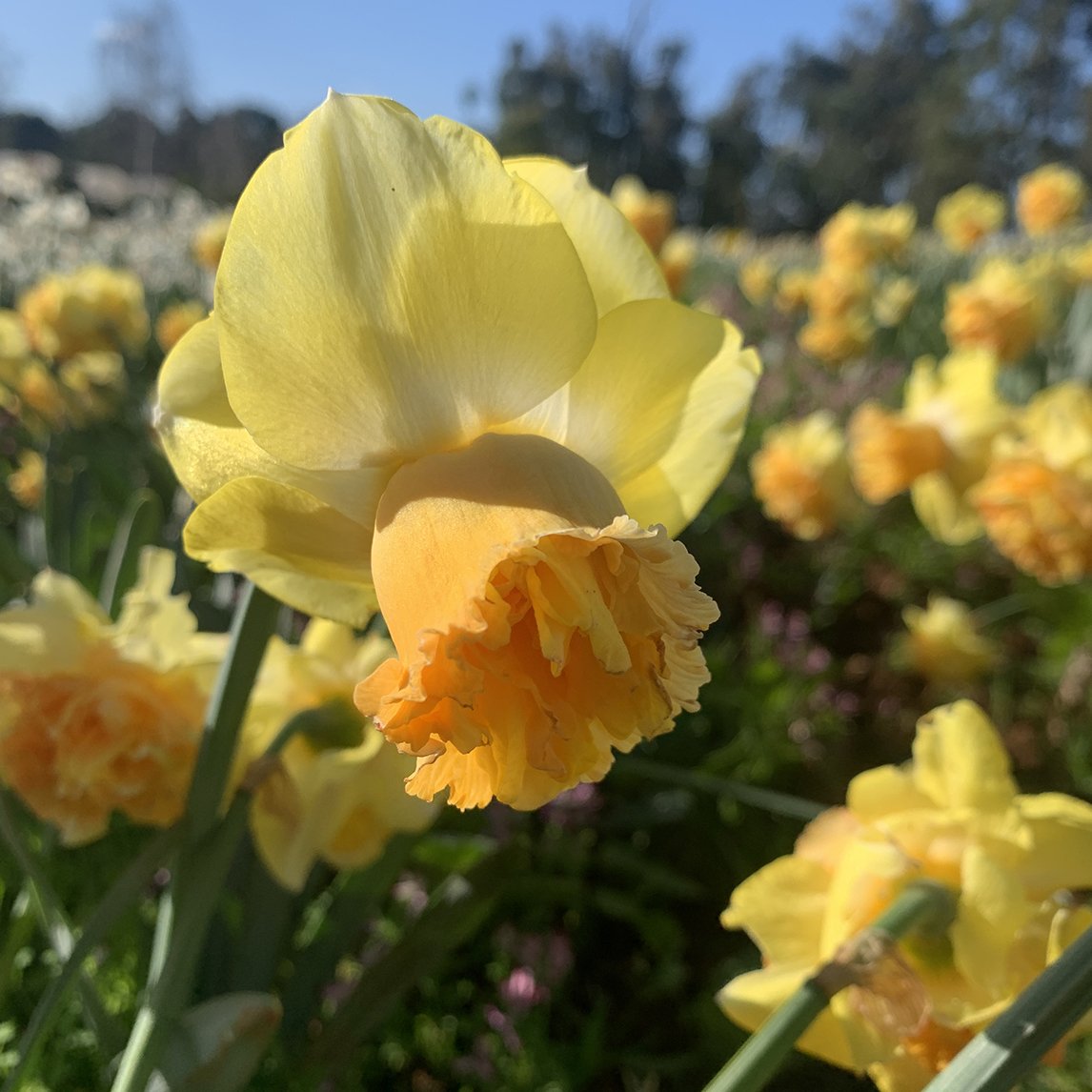 Daffodil ‘art Perfume’ (3 Bulbs)