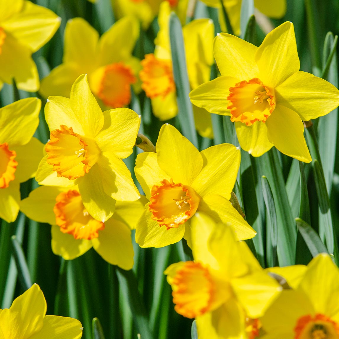 Daffodil 'Bright Lass' The Diggers Club