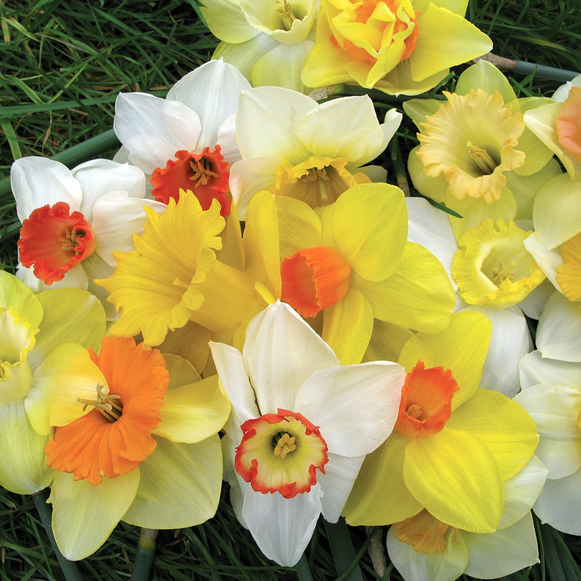 Daffodil Field Of Flower Mix (100 Bulbs)
