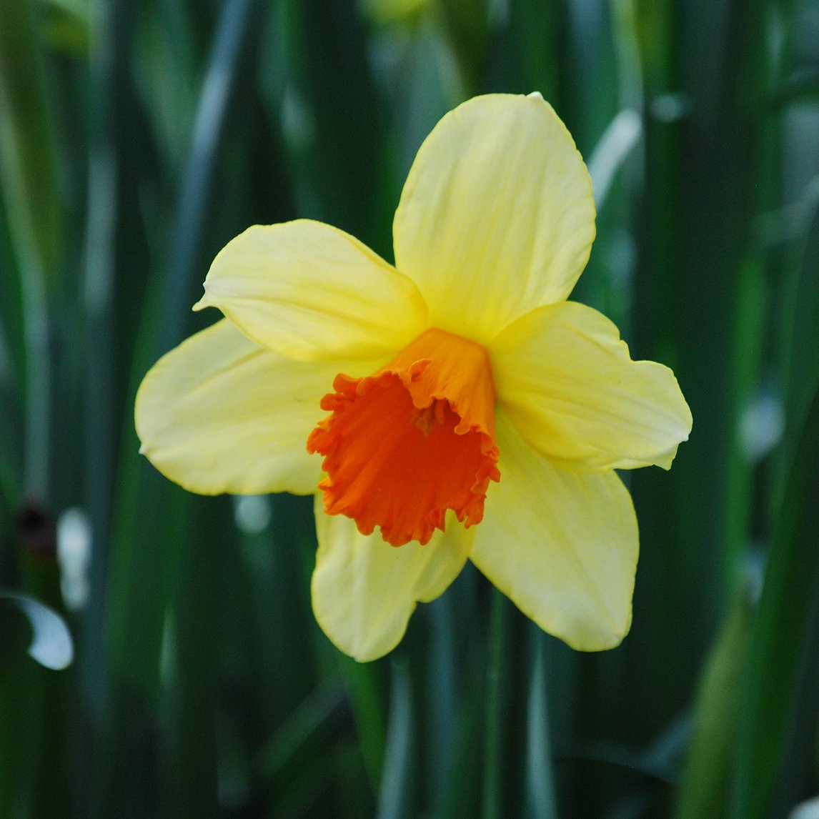 Daffodil 'Fortissimo' (5 Bulbs)