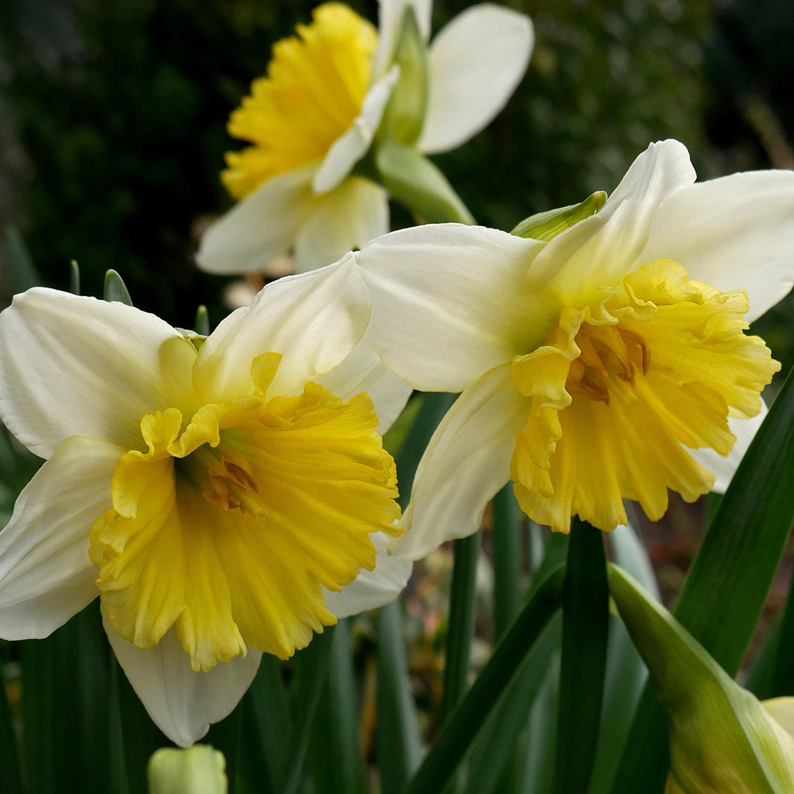 Daffodil 'Las Vegas'