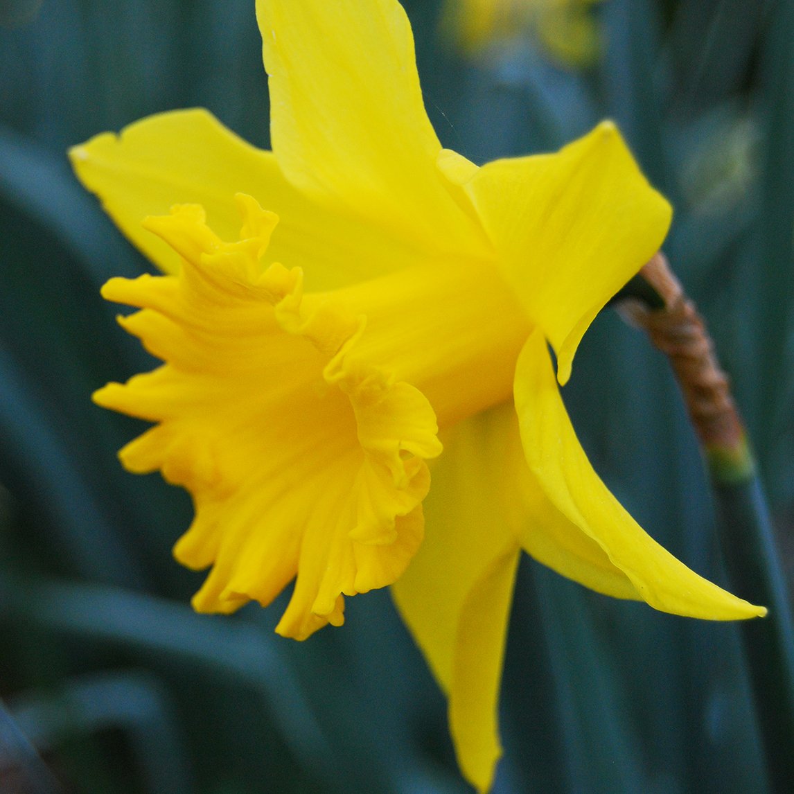 Daffodil 'Magnifique'  (10 Bulbs)