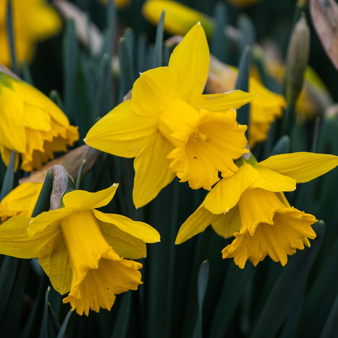 Daffodil 'Marieke' (10 Bulbs)