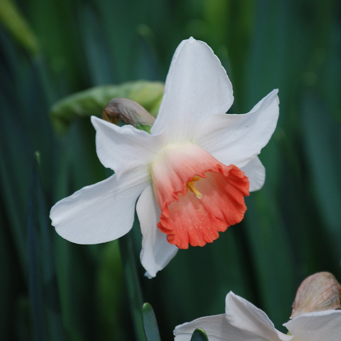 Daffodil 'Pink Charm' (5 Bulbs)
