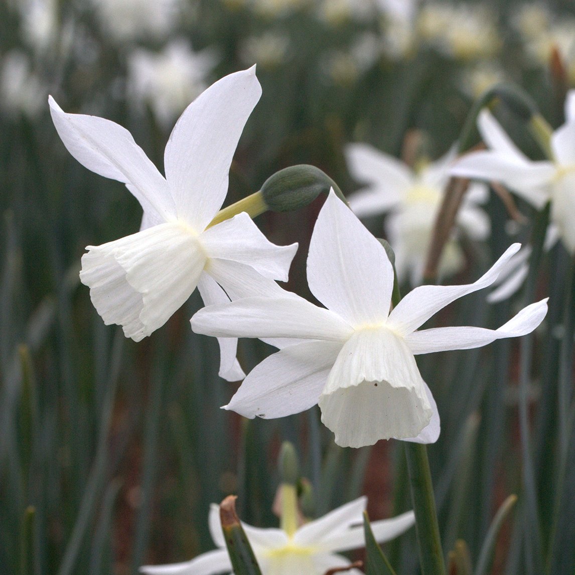 Daffodil 'Thalia' (3 Bulbs) - The Diggers Club