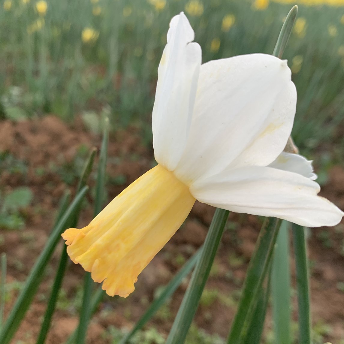 Daffodil 'Winter Waltz' (5 Bulbs)