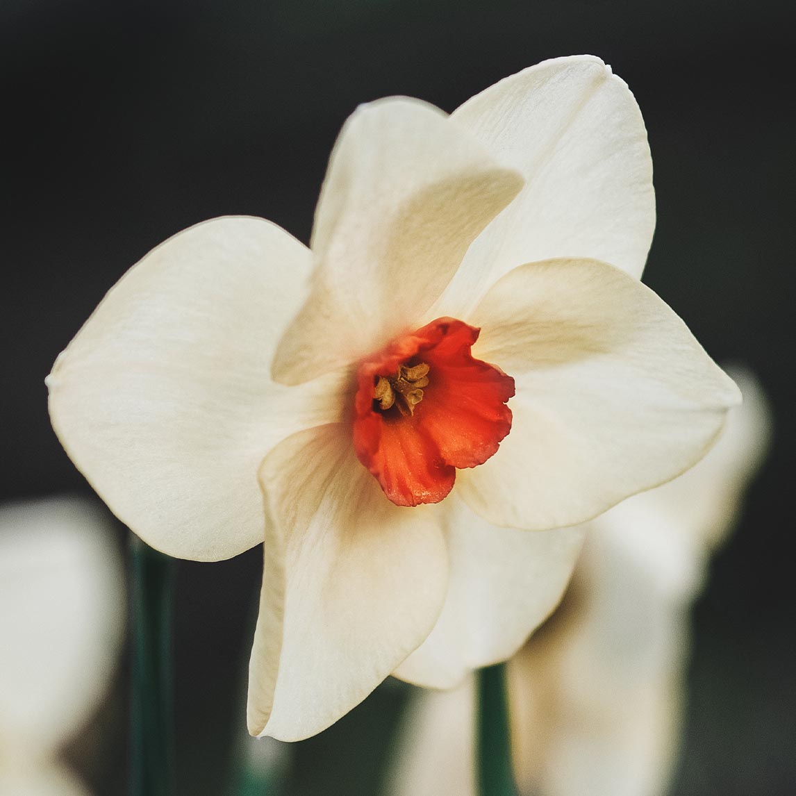 Daffodil 'Woodland Star'