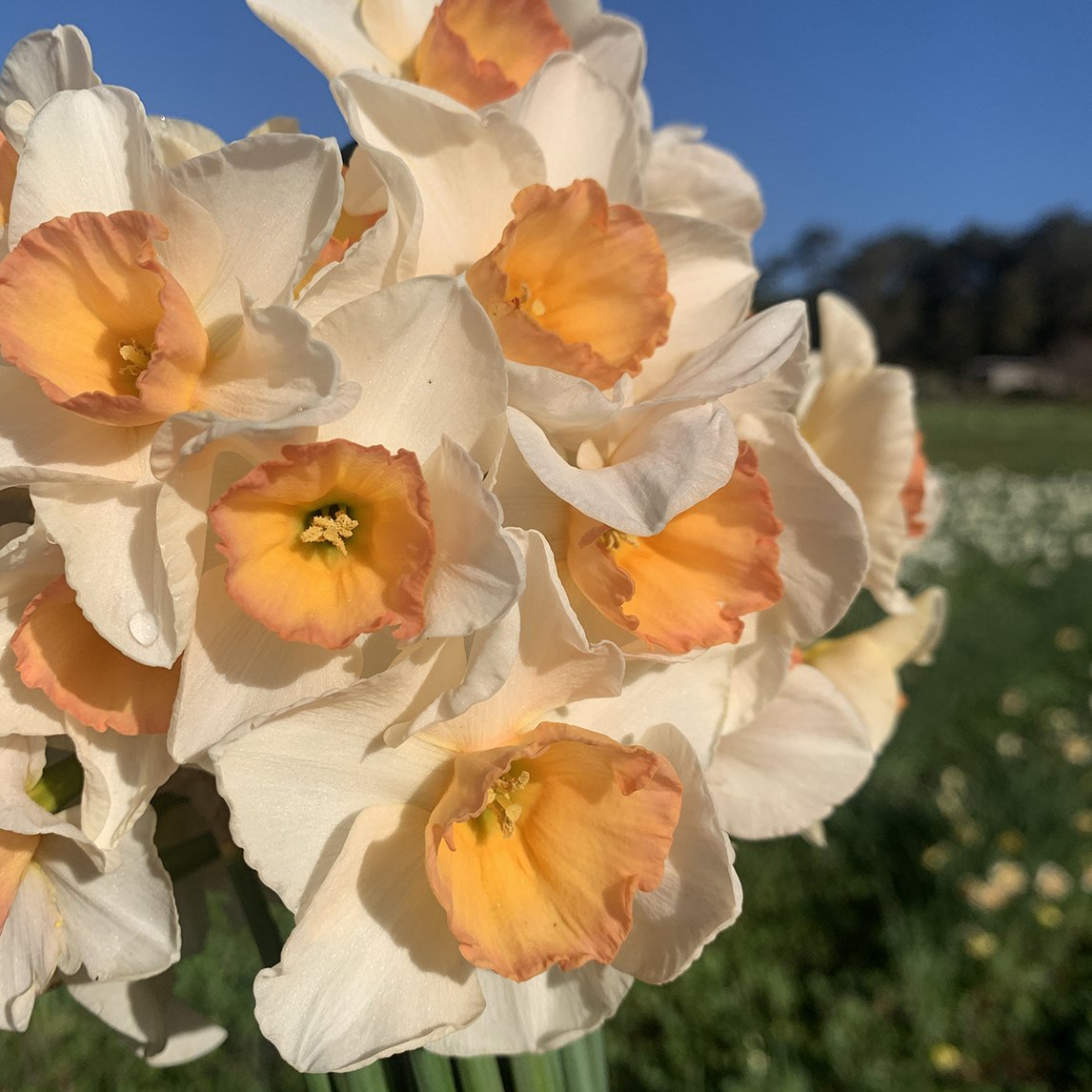 Daffodil  'Yazz' (5 Bulbs)