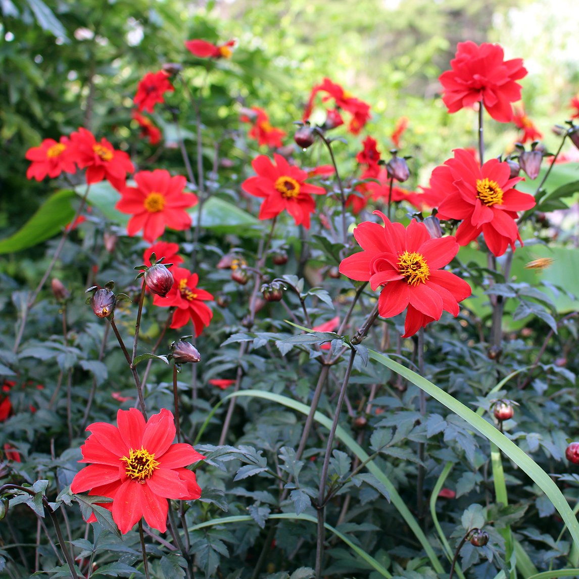 Dahlia 'Bishop Of Llandaff'