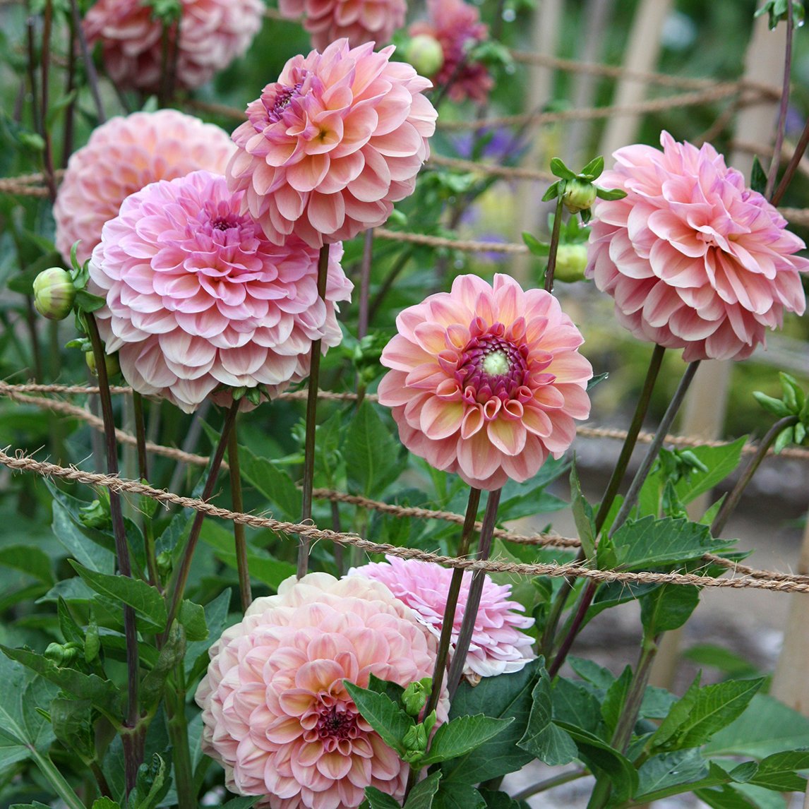 Dahlia 'Breannon'