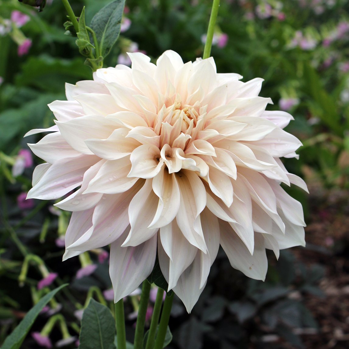 Cafe Au Lait Dahlia Tubers