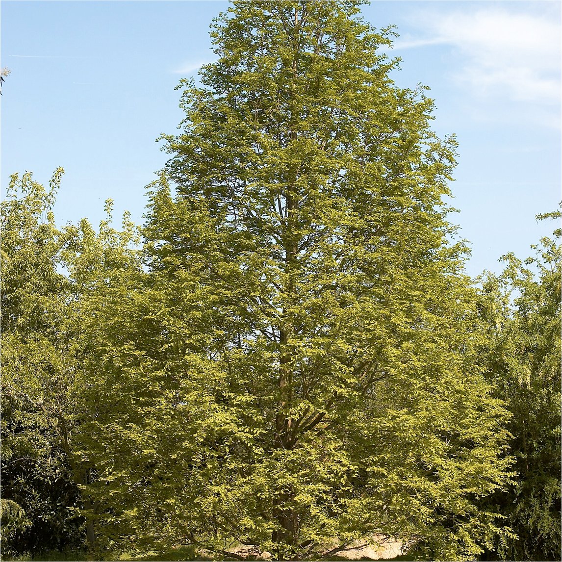 dawn_redwood_wmegl