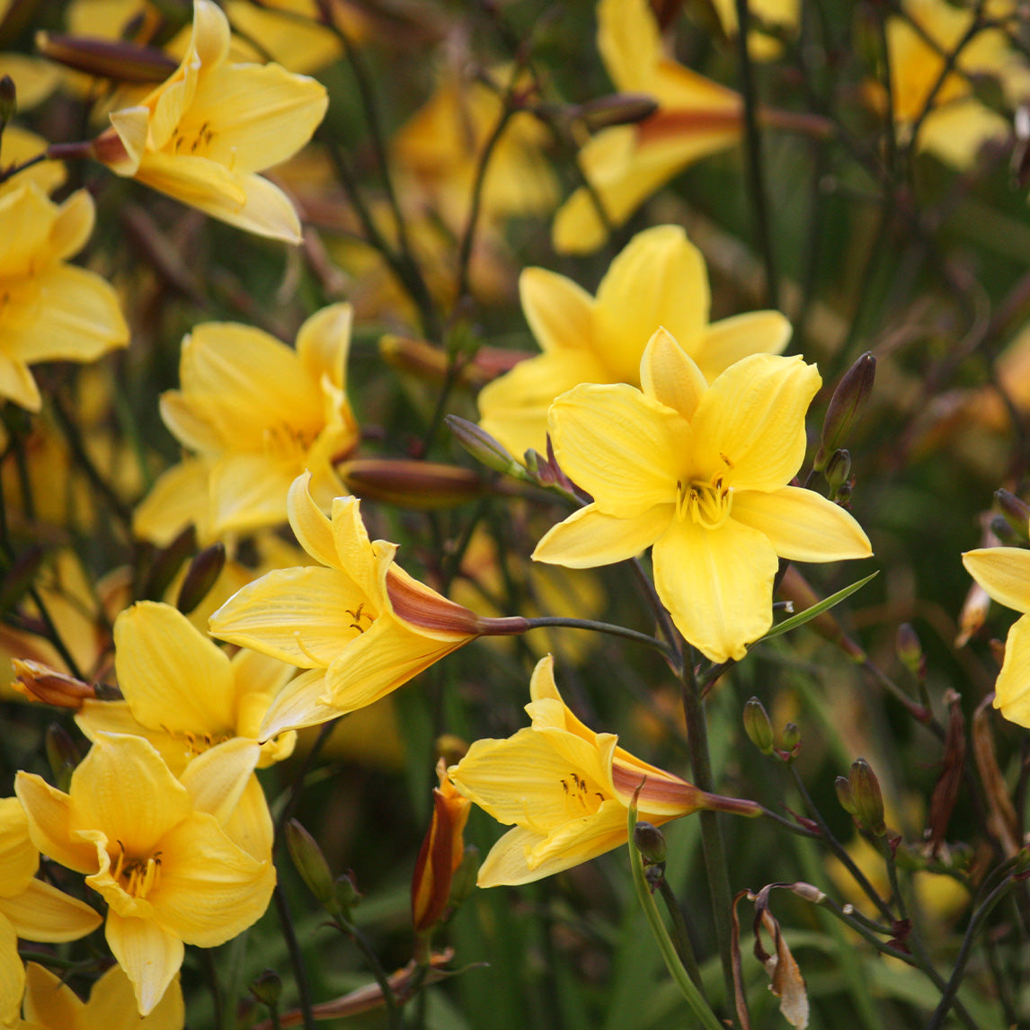 Daylily 'Corky'