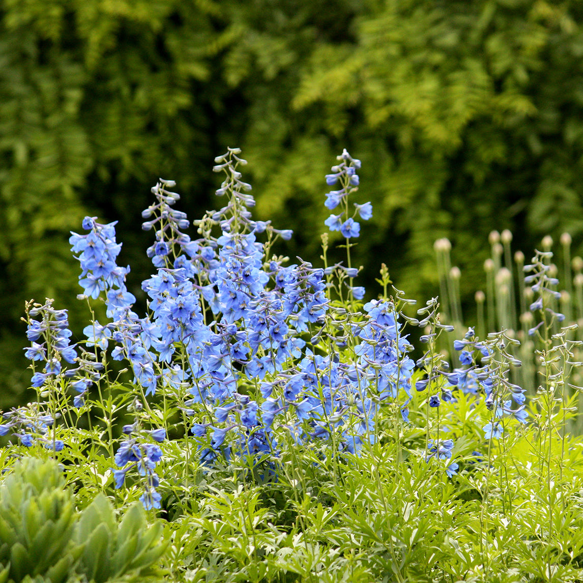 Delphinium 'Blue Sensation'