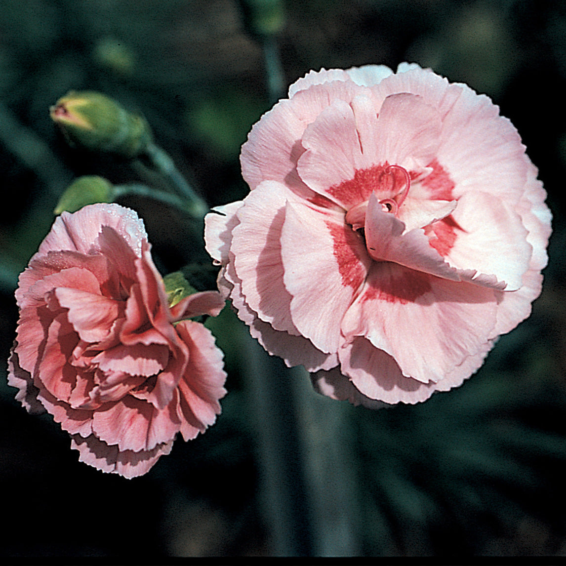 Dianthus 'Doris'