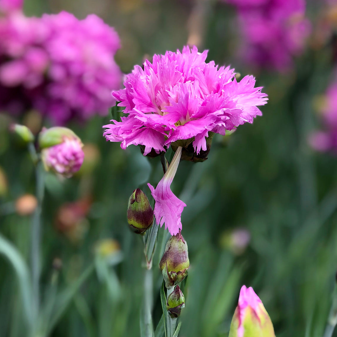 Dianthus &#39;Mrs Sinkins Pink&#39;