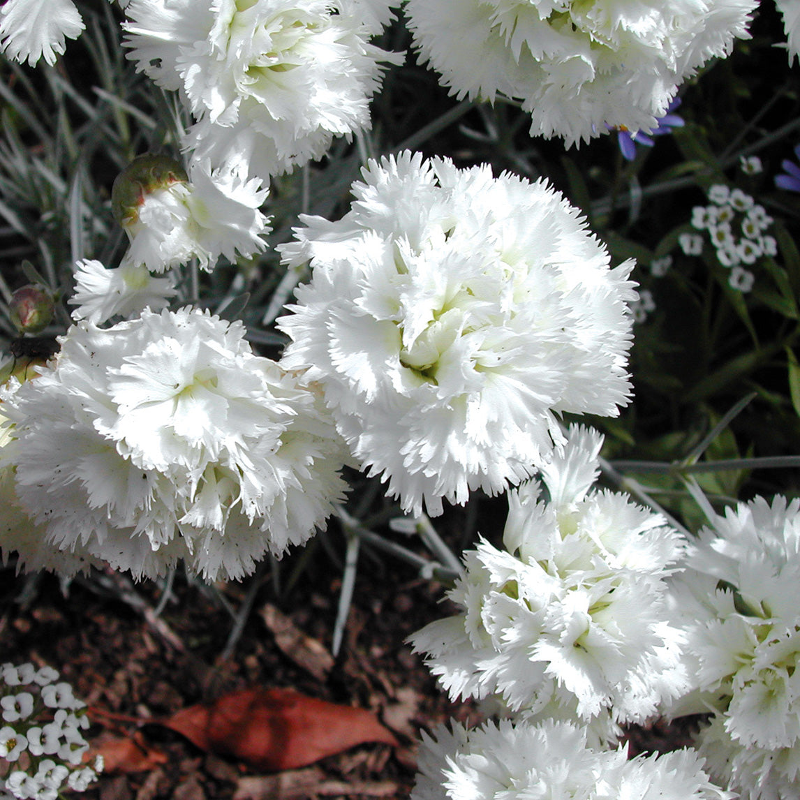 Dianthus 'Mrs Sinkins White'