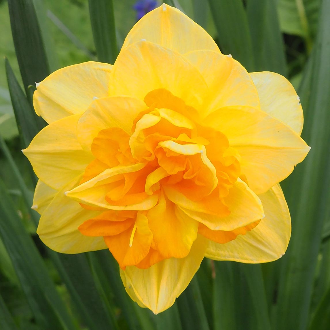 Double Daffodil Collection (40 Bulbs)