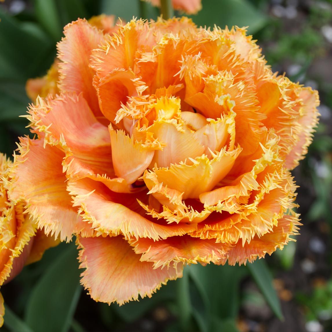 Double Fringed Tulip 'Sensual Touch'