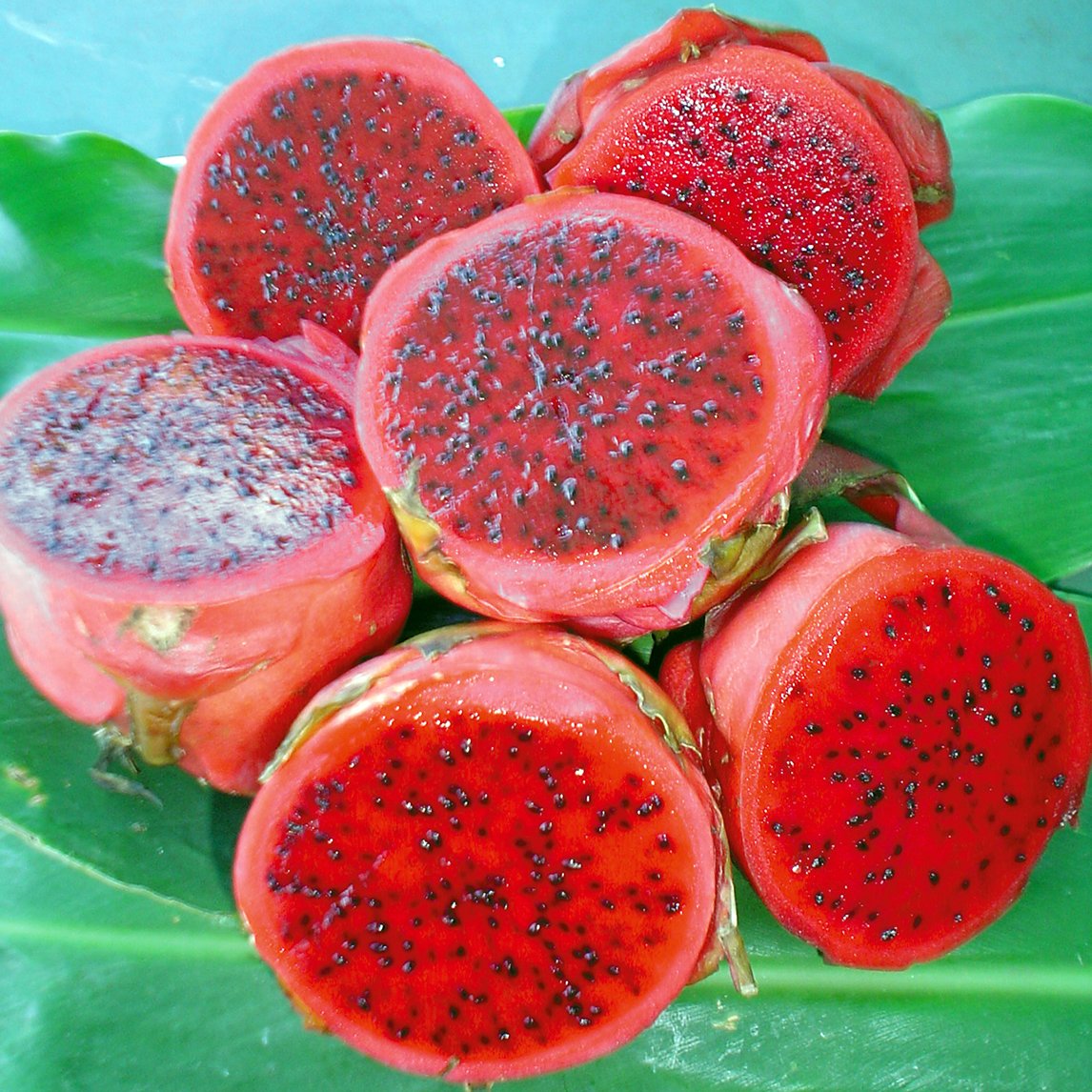 Dragon Fruit &#39;Red&#39;