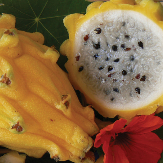 Dragon Fruit 'Yellow'