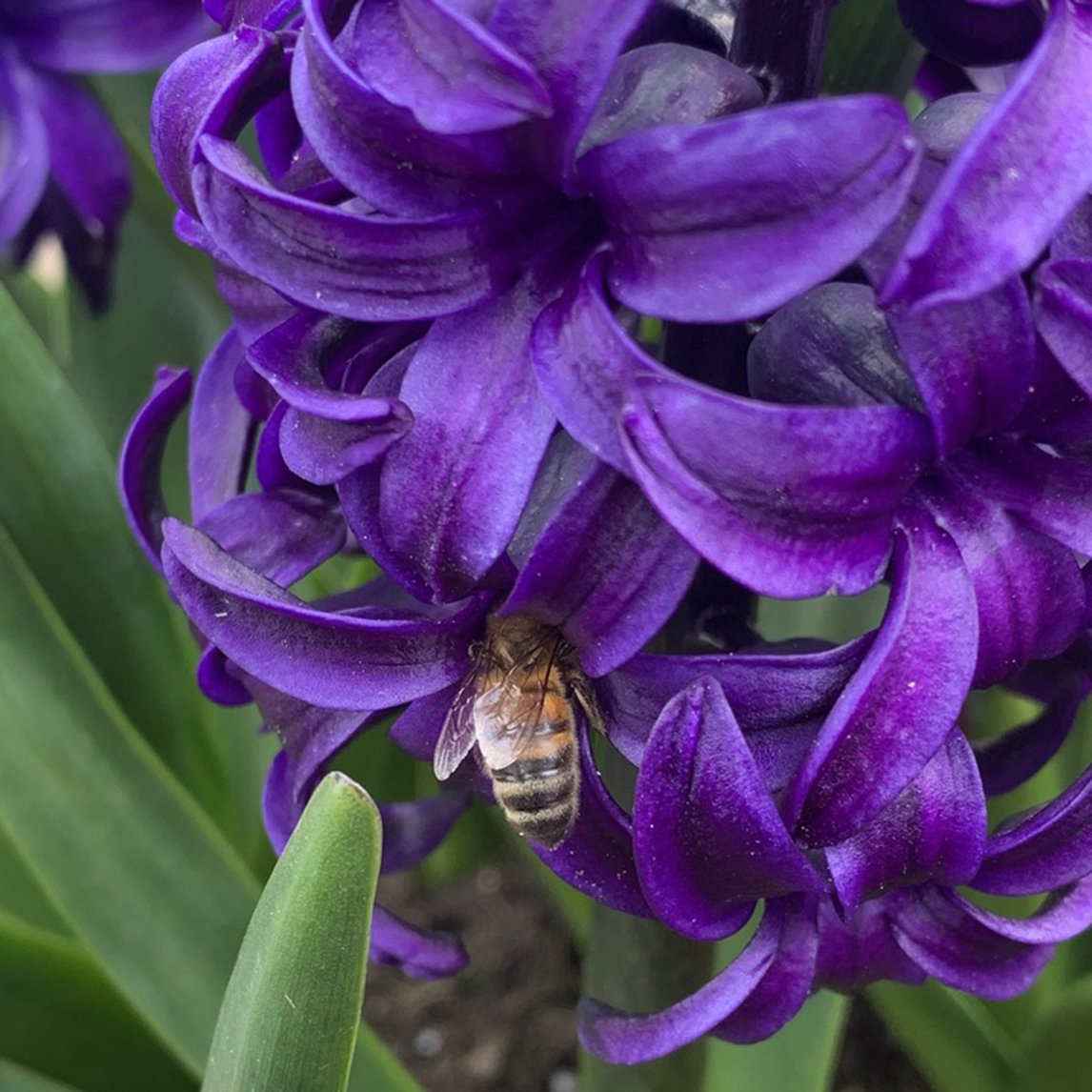 Dutch Hyacinth 'Blue Star'  (5 Bulbs)