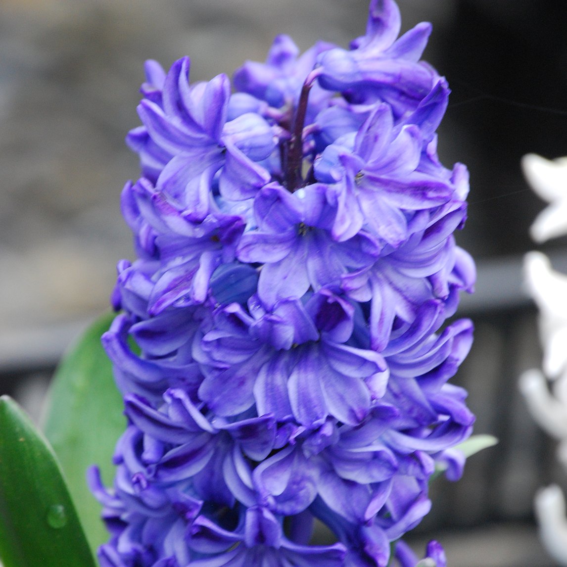 Dutch Hyacinth 'Delft Blue'  (5 Bulbs)