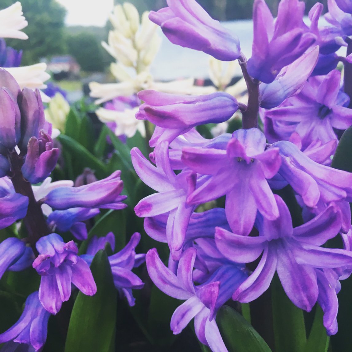 Dutch Hyacinth 'Purple Star'  (5 Bulbs)
